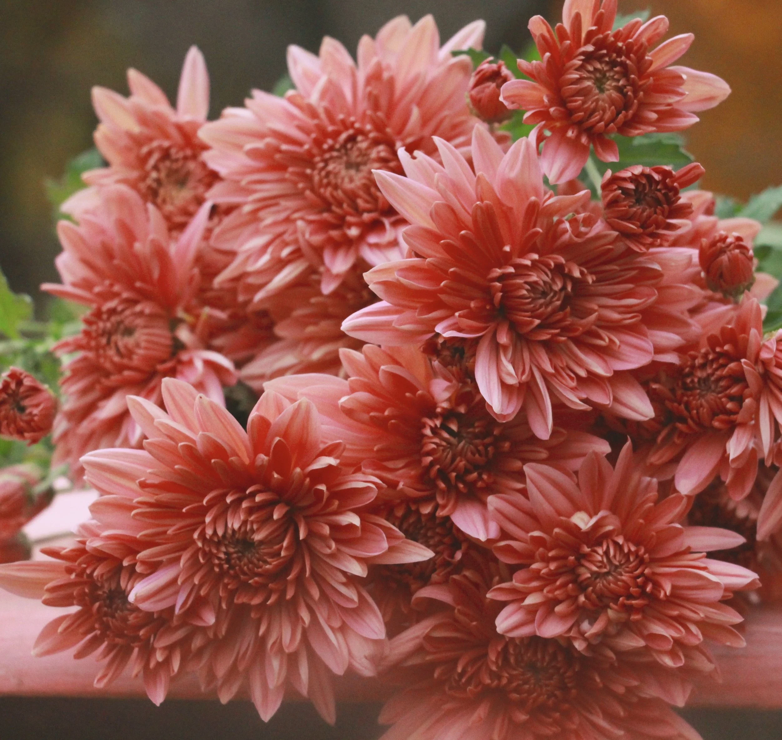 Chrysanthemums Heirloom 7 Varieties Understory Farm Chrysanthemums Heirloom 7 Varieties Understory Farm