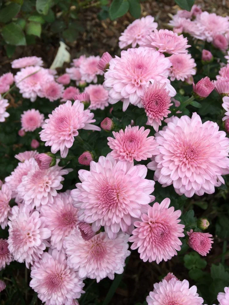 Chrysanthemums Heirloom 7 Varieties Understory Farm Chrysanthemums Heirloom 7 Varieties Understory Farm