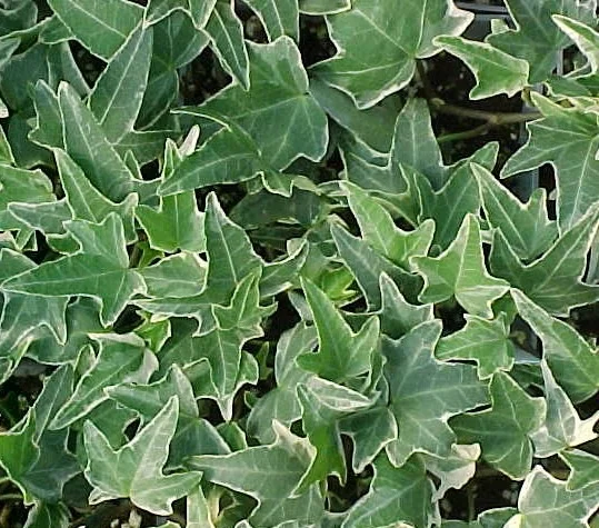needlepoint-variegated-ivy.jpg