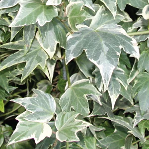white-ripple-ivy.jpg
