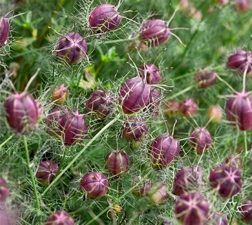 plum pod.jpg
