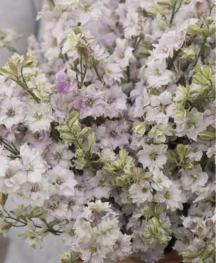 larkspur fancy smokey eyes.jpg