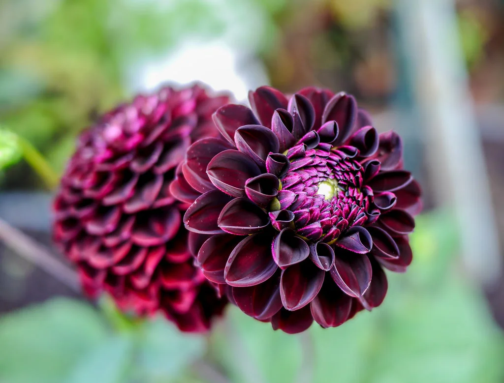 dark spirit dahlia.jpg