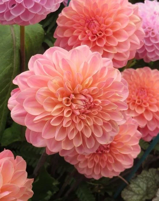 dahlia hillcrest suffusion.jpeg