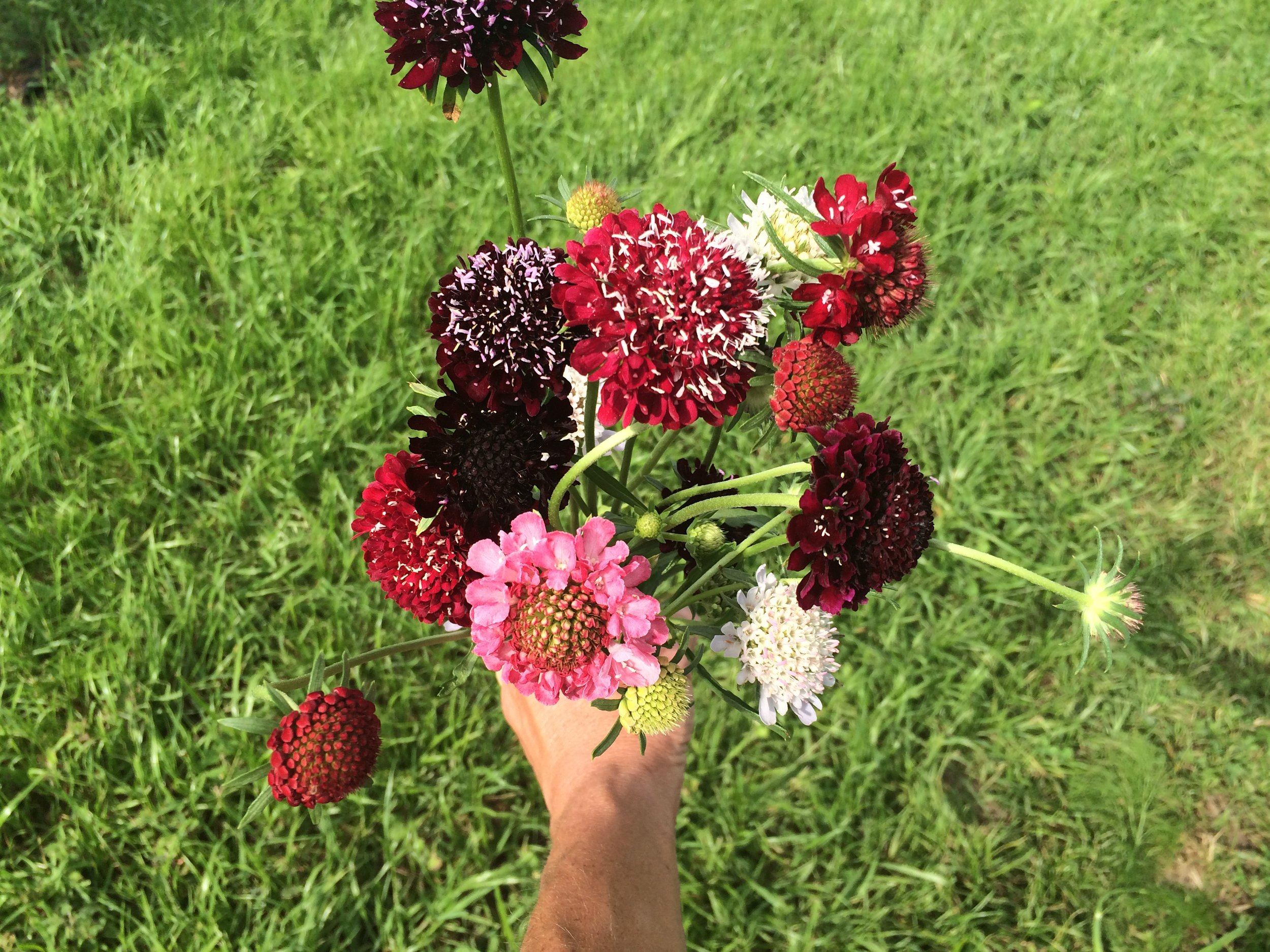 Scabiosa Annual Pincushion Flower 5 Colors Understory Farm