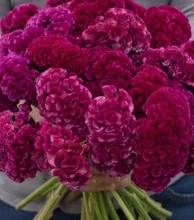 cramers celosia.jpg