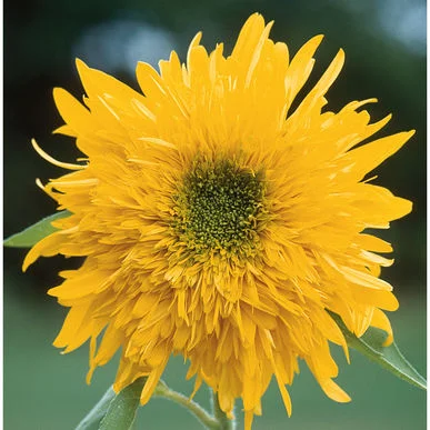 sunflower double quick .jpg