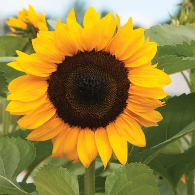 sunflower procut orange.jpg