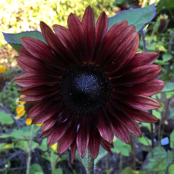 sunflower procut red.jpg