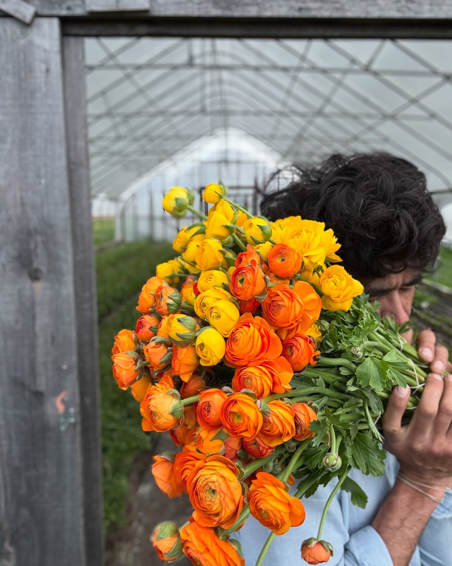 I concussed myself yesterday. I was racing around, preparing to harvest tulips that were starting to bloom faster than the fog lifts on a hot July day, and I loaded up a stack of crates, turned towards the road and ran straight into a shallow pitched