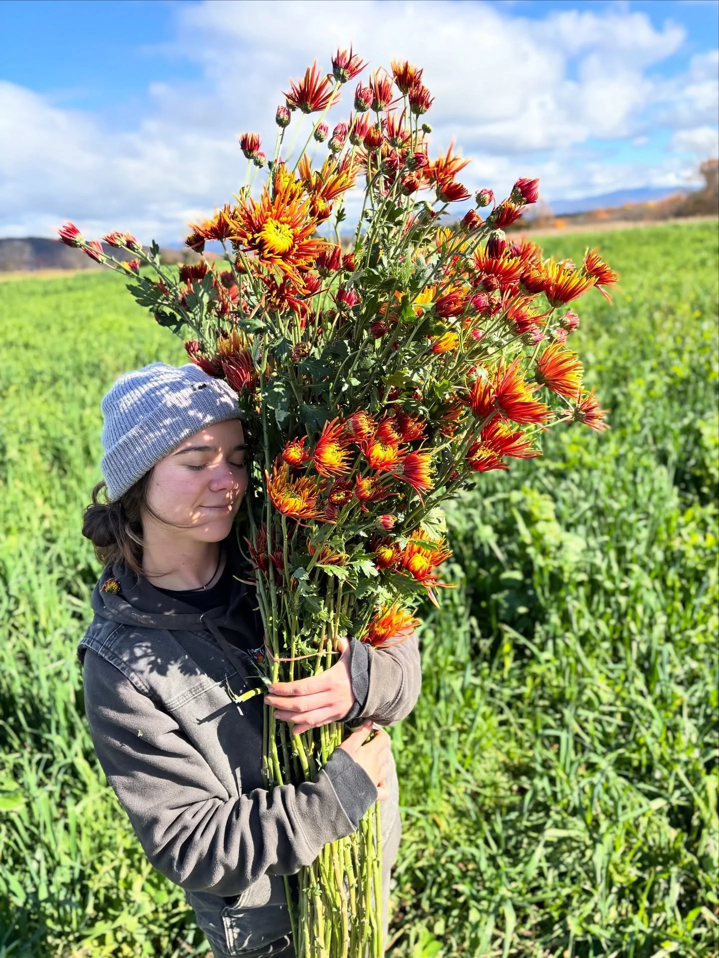 I&rsquo;ve been thinking about this seven foot tall chrysanthemum and all the places it&rsquo;s been. I got the cutting from a flower farm that went out of business who inherited it from another farm that went out of business who got it from a breede