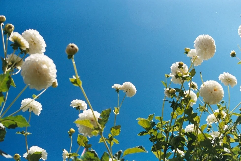 When we started this farm on someone else&rsquo;s land, lots of years ago, the old guy would perch himself in the barn and shoot sparrows with birdshot. Something about natives and invasives, tradition and protection. I remember this time of year wit