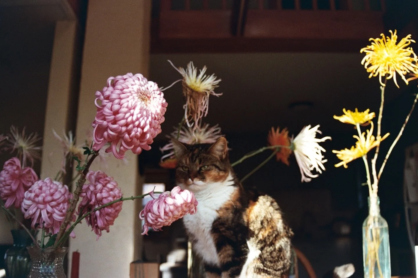 Four weeks of snow washed away into the lake in less than four hours. And with it, all of the salt and sludge and emotional runoff that sums up a year. And without it, one continuous blanket of ice to lose my balance on.

I took this final shot on th