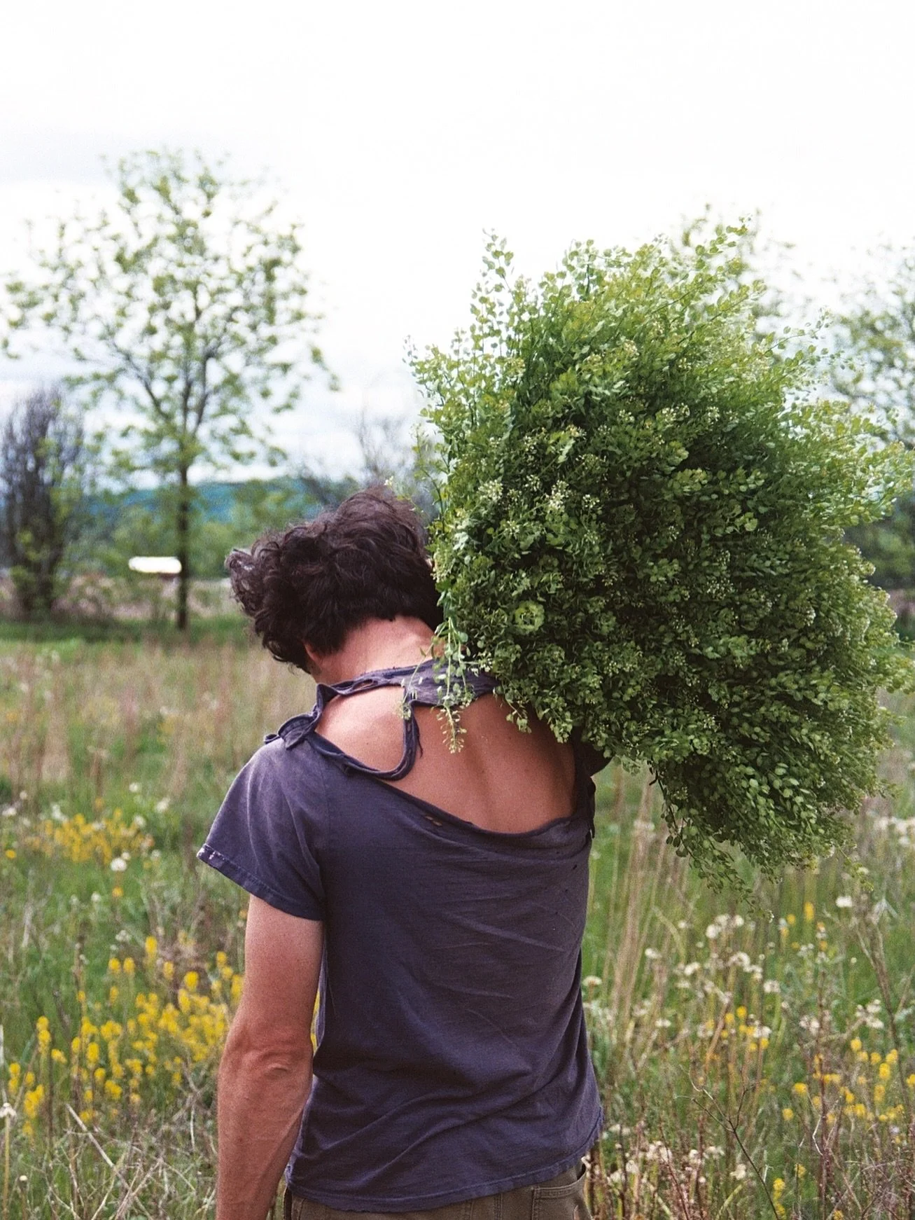 I went to pick some pennycress from the neighboring field this morning. I arrived too late. I showed up seconds after they hosed it down with glyphosate. 

The sterility of things is alive and well. 

It all makes me want to leave one more patch of m