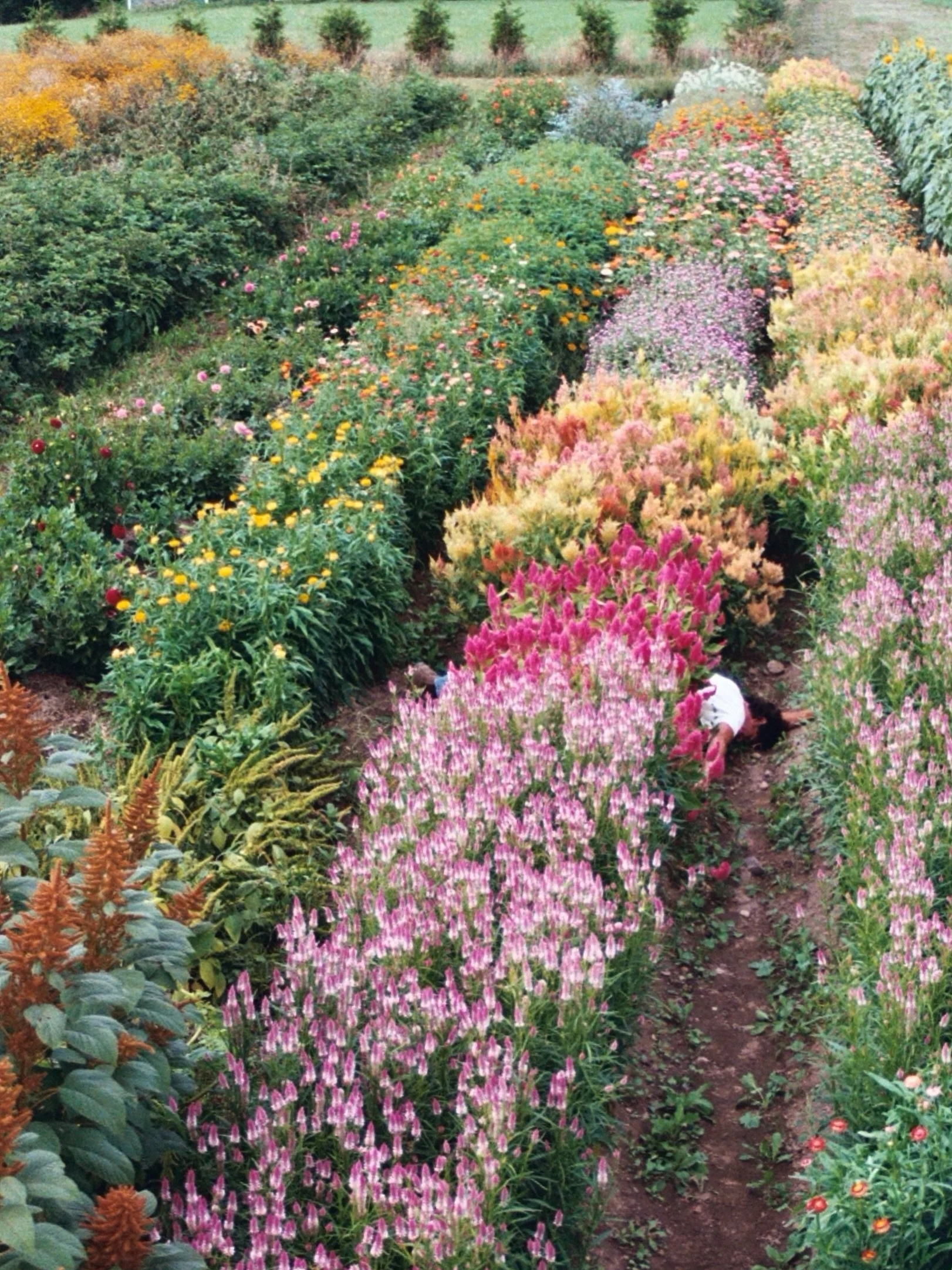 My favorite parts of the farm right now are the parts least touched. The brume of milkweed. The spilling clematis. The toppling sunflowers and the bee-swarmed celosia. The rudbeckia scooping everything up like a spoon. All the hungriest plants during