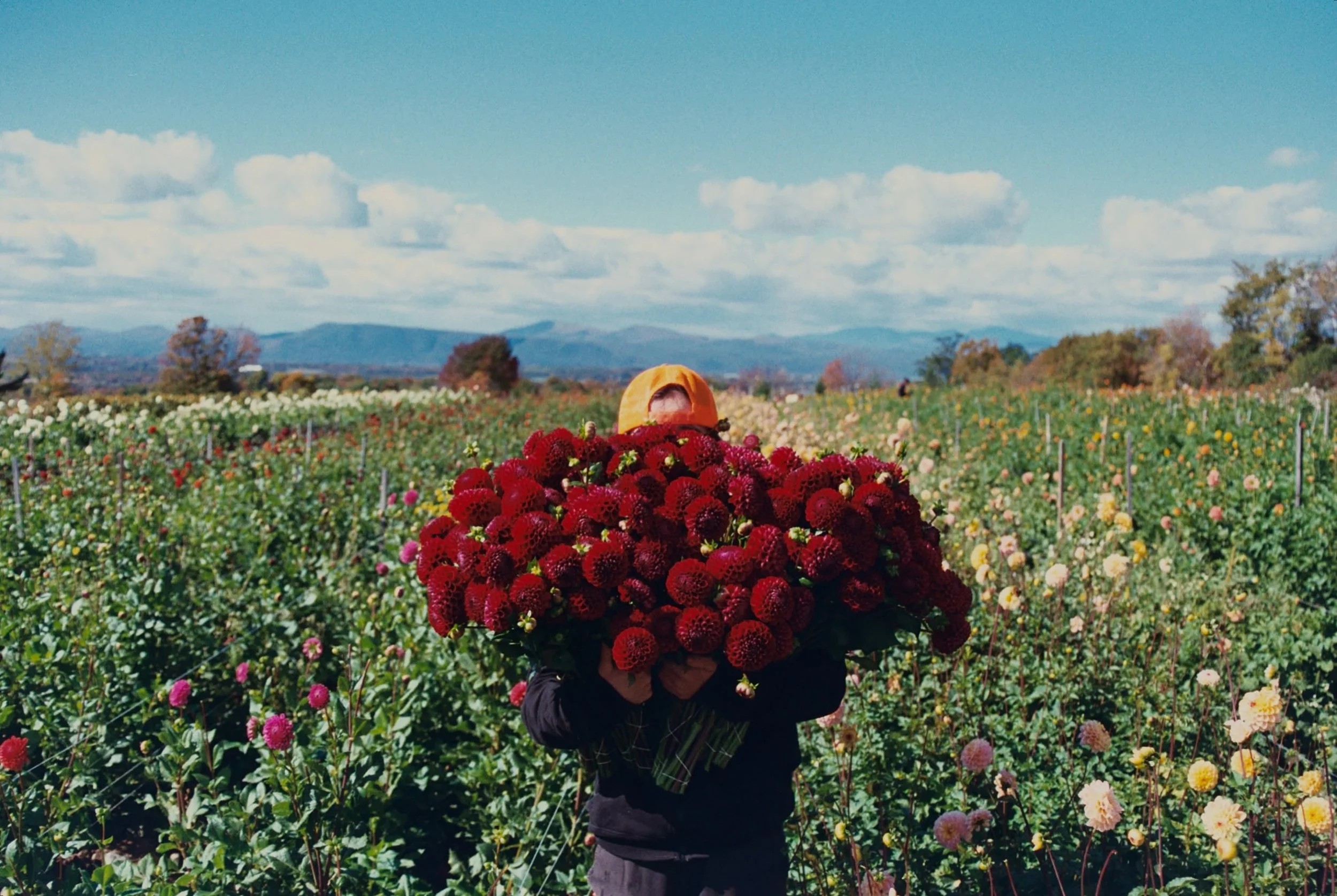 The dahlias froze on Sunday and I lit the first fire of the season. We sat on the roof of the barn and shivered. We started digging up tubers on Tuesday and finished by Wednesday. We sat in the dirt and the dog sat in our laps and a perfect dollop of