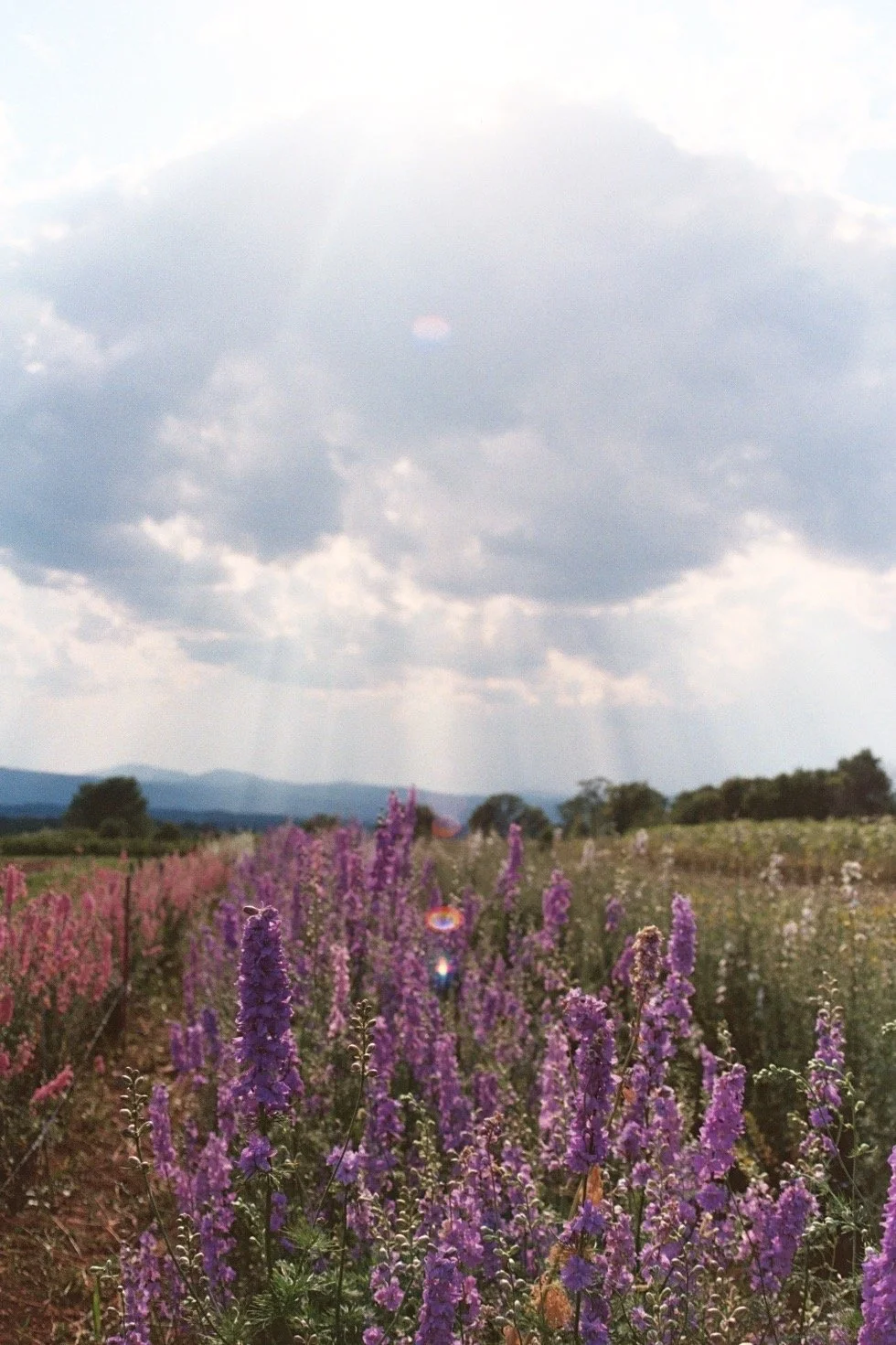 good larkspur (2).JPEG