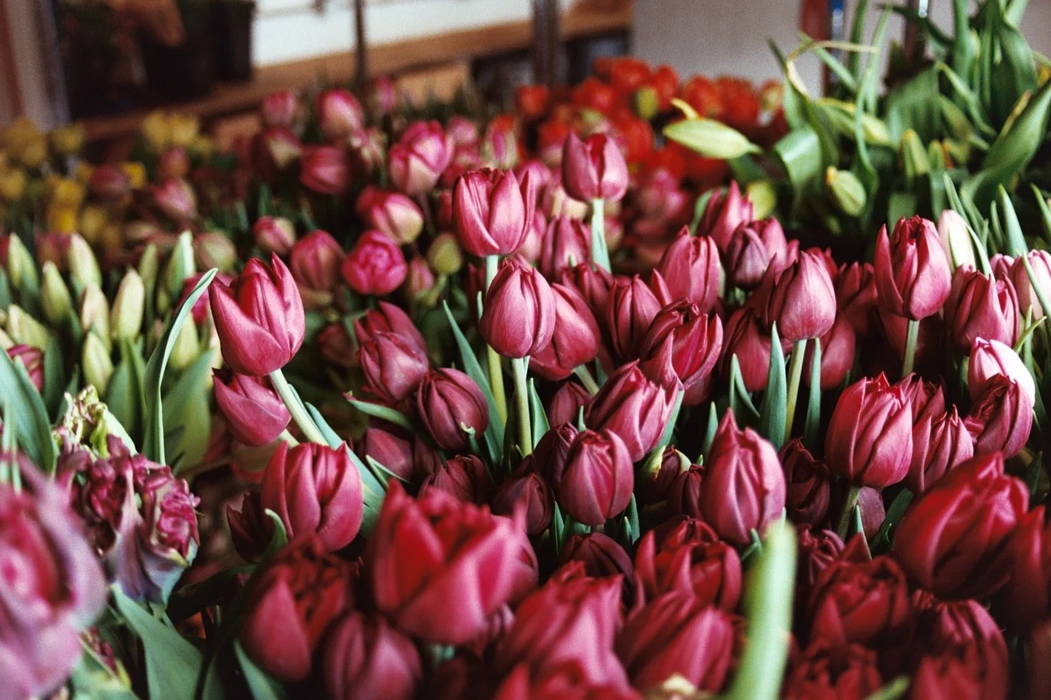 Tulip bouquets