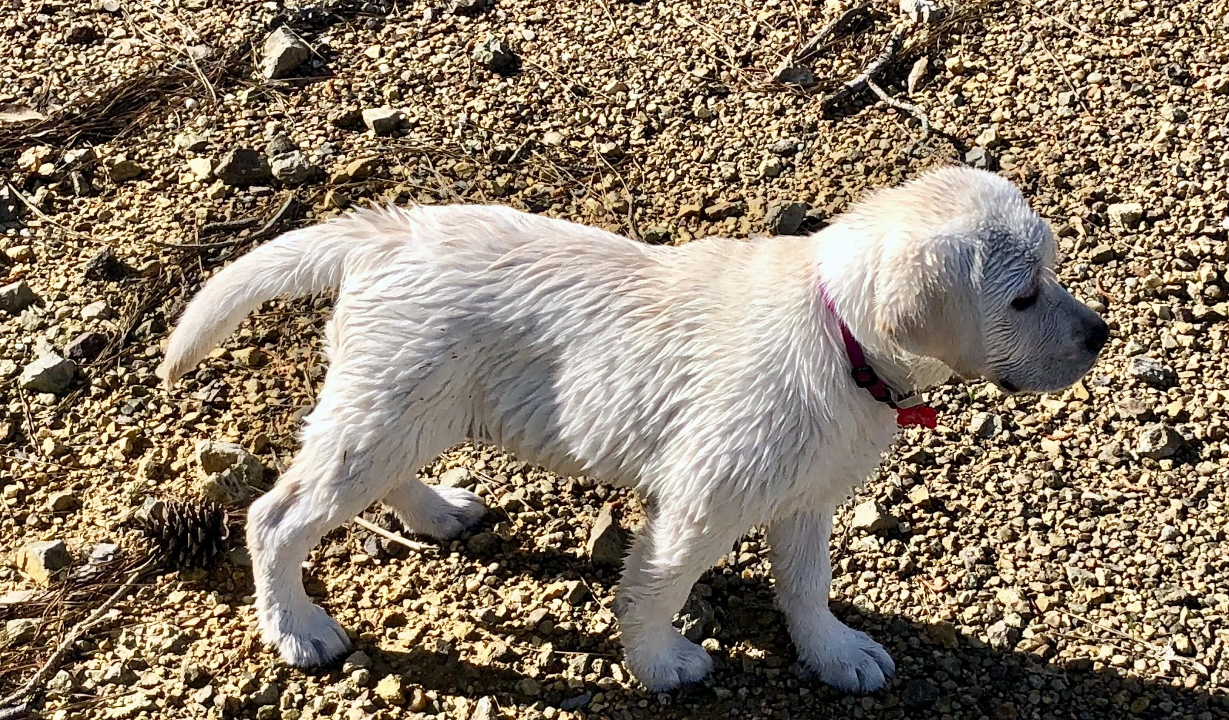 Attie, Bowen's Puppy