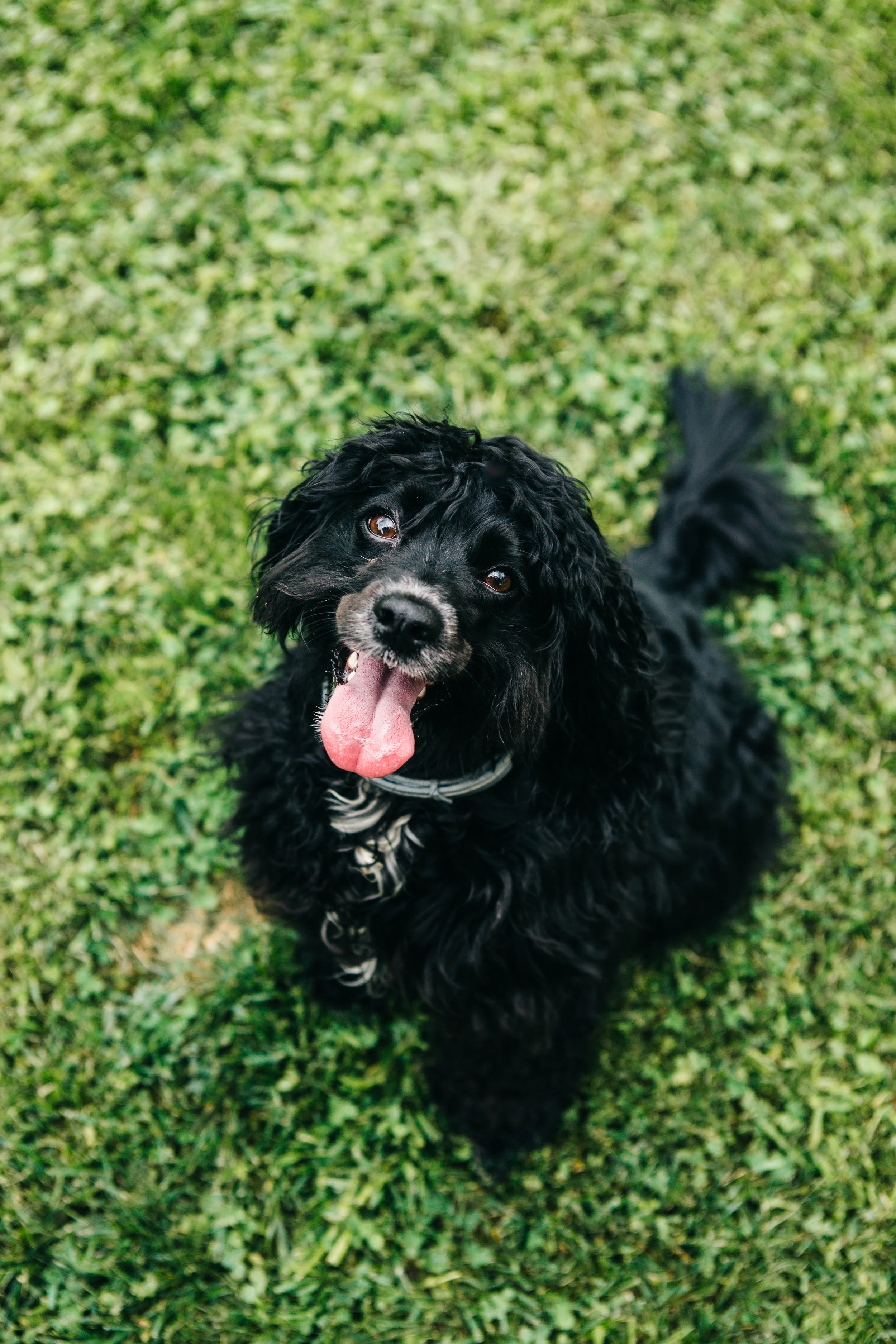 dog barking training classes