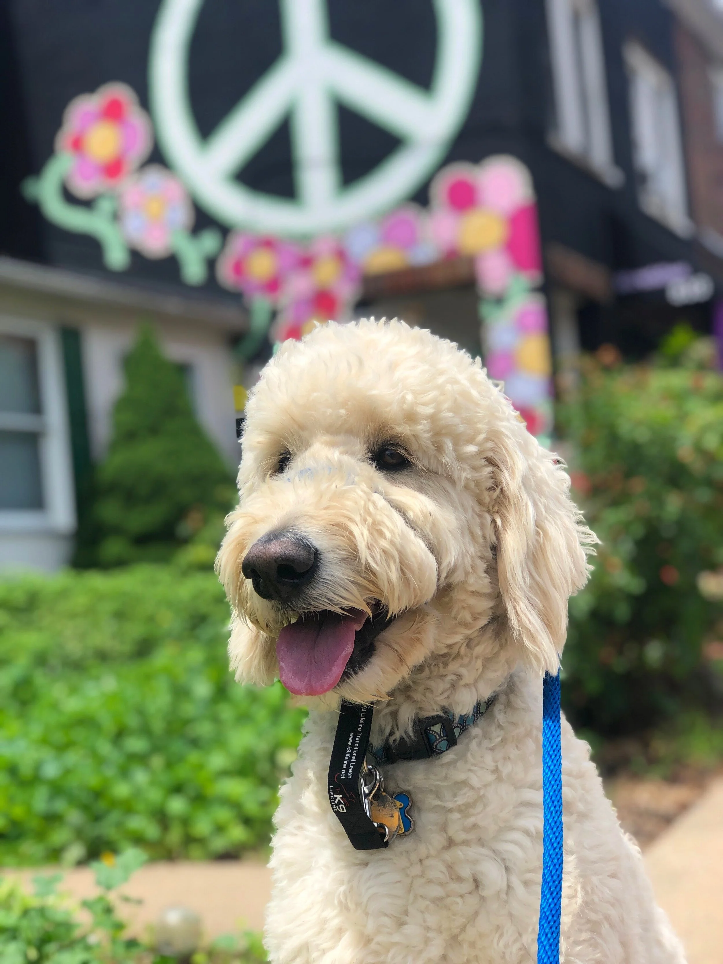 dog barking training classes