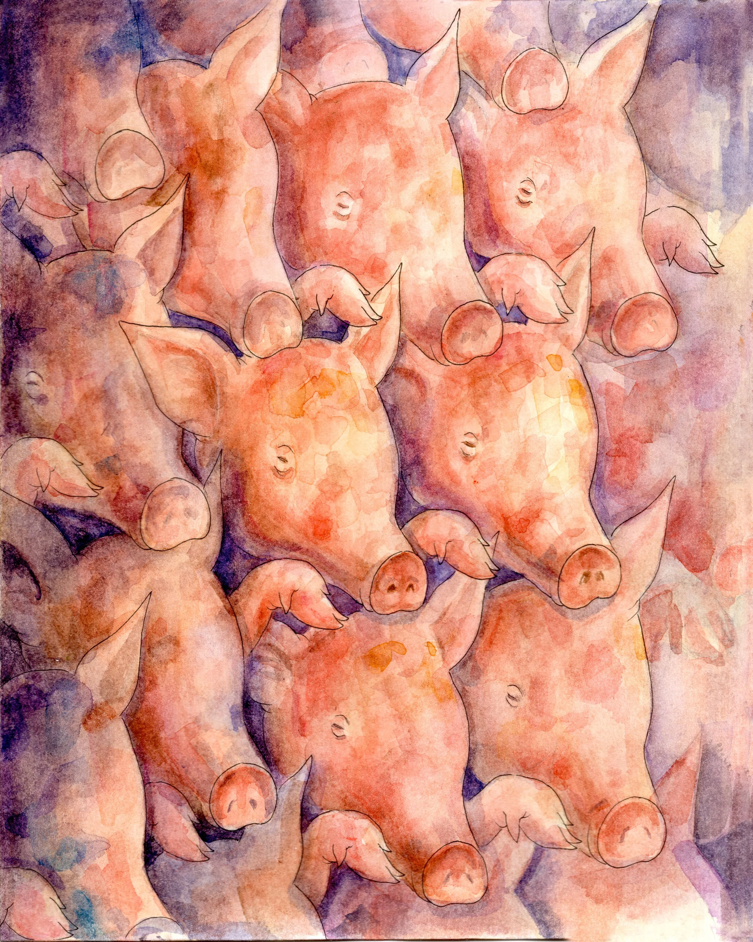 pigs2.jpg