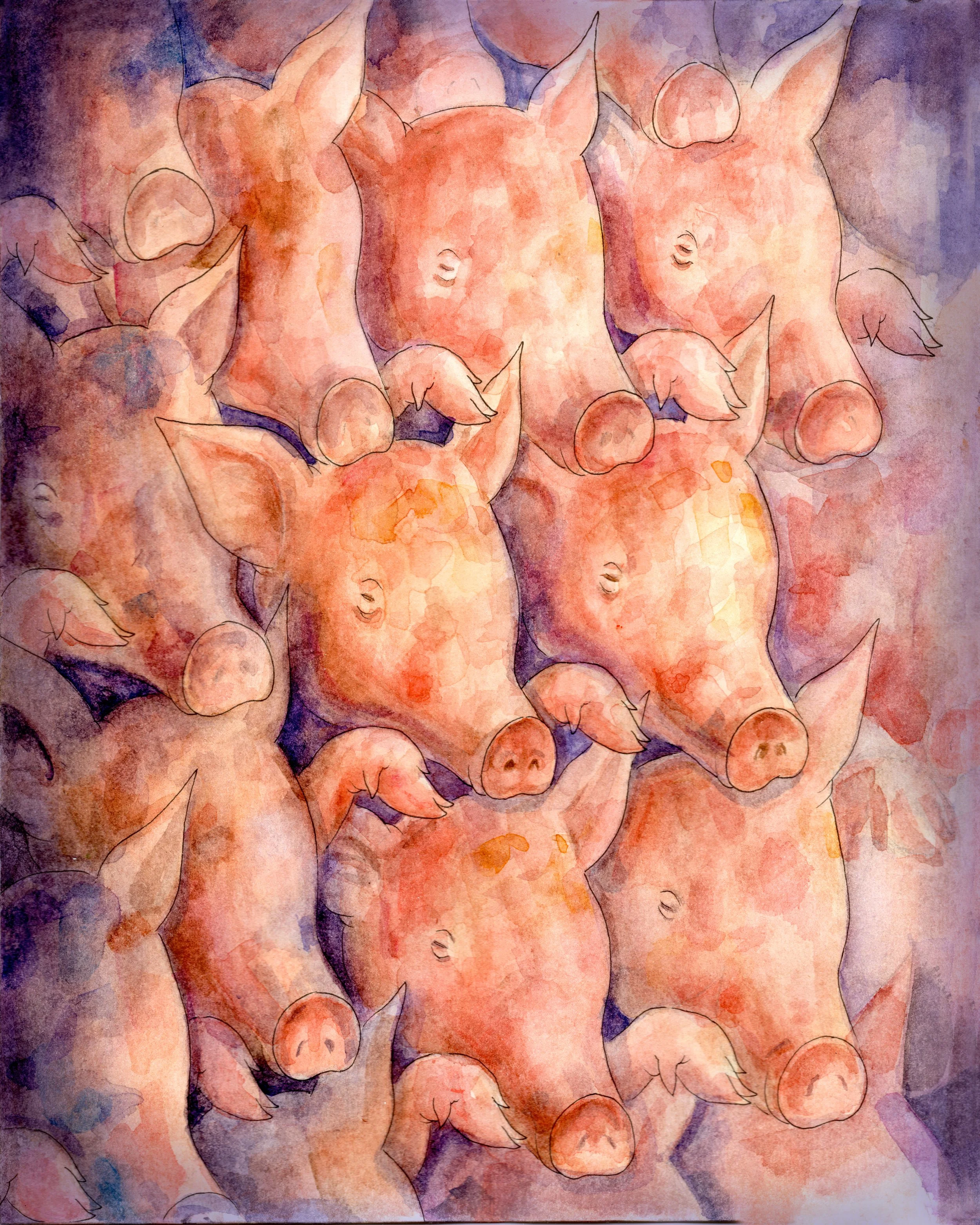 pigs.jpg