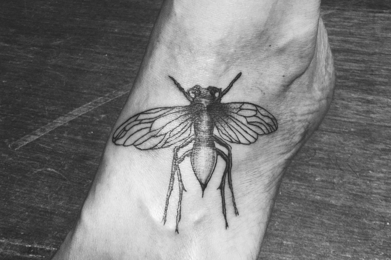 Insects from my flash series (Copy)
