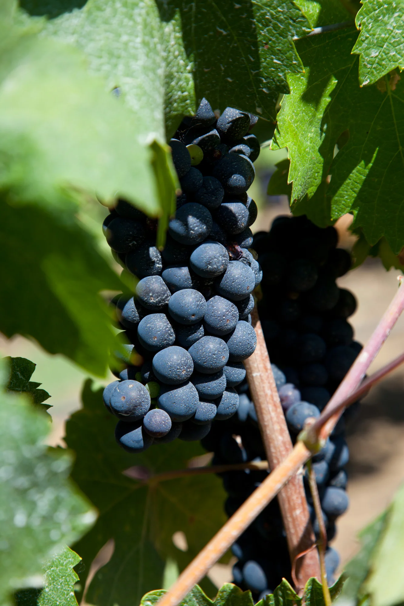 20110830_Napa_187.jpg