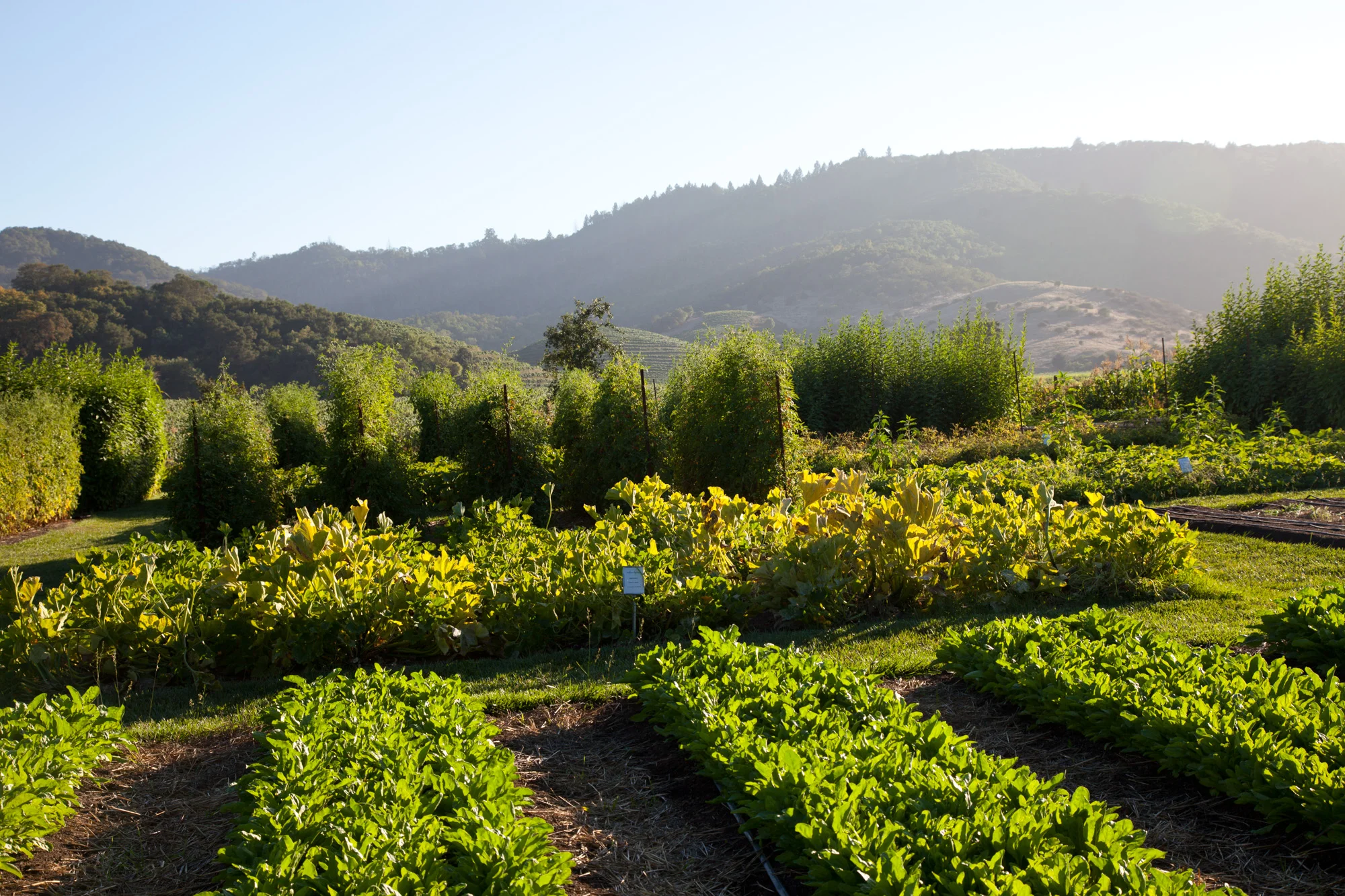 20110830_Napa_264.jpg