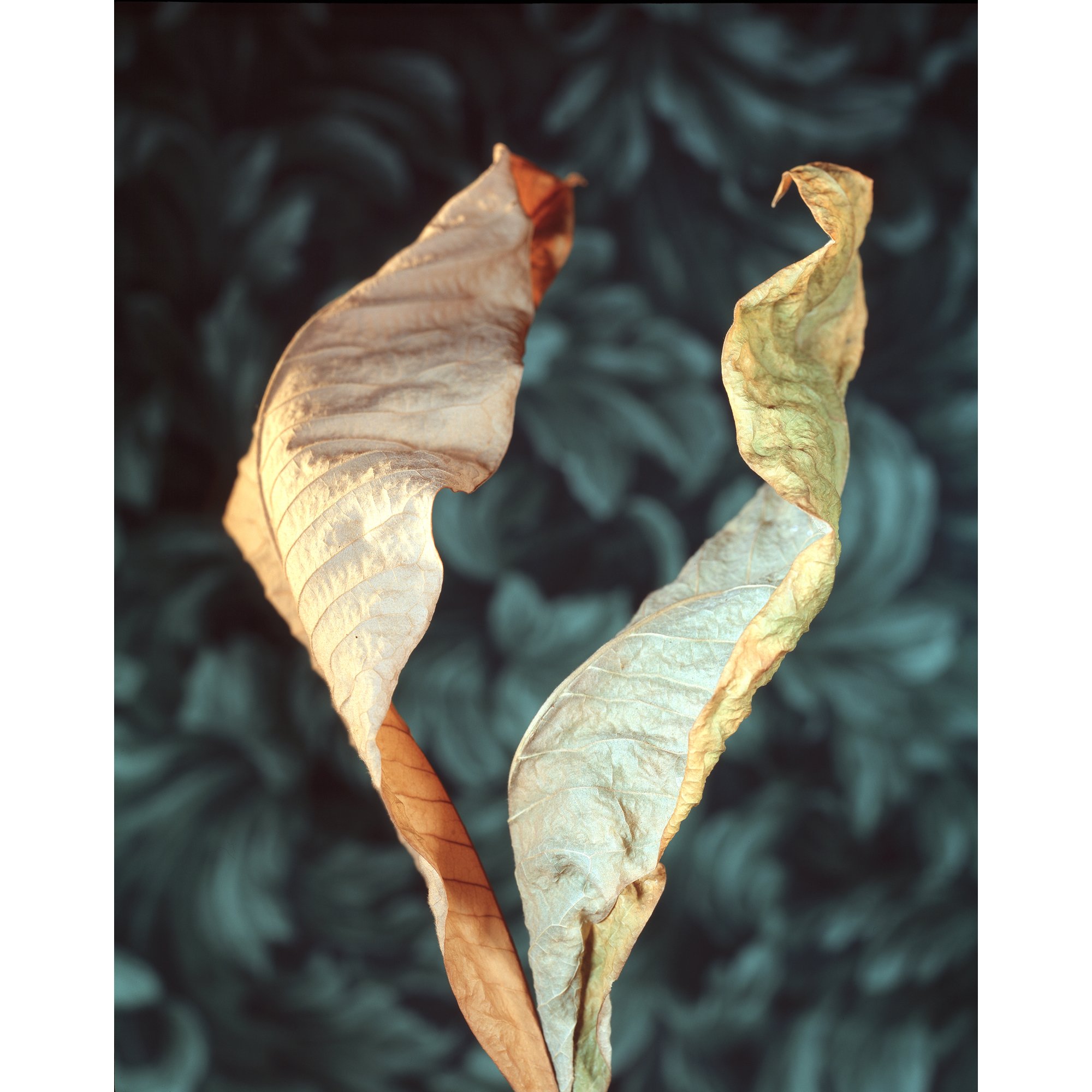 Leaf Couple
