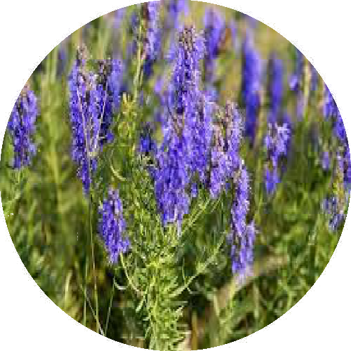 Hyssop.png