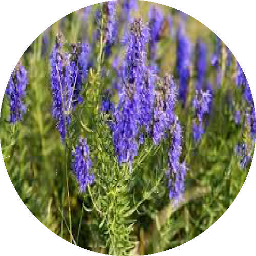 Hyssop.png