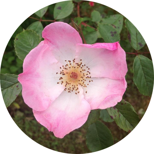 Pink-Wild-Dog-Rose-2.png