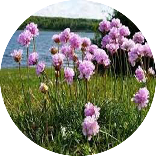Sea-Thrift-2.png