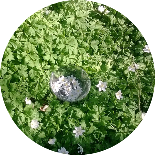 Wild-Wood-Anemone-2.png