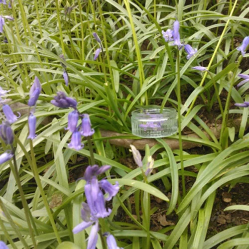 bluebell-essence-500x500.jpg