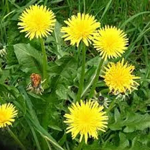 dandelion-500x500.jpg