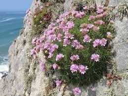 pink sea thrift.jpg