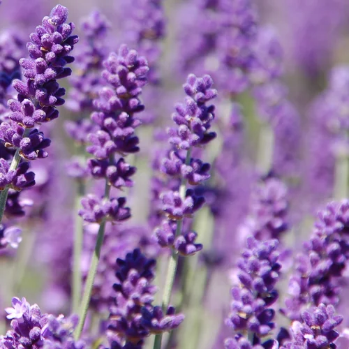 lavendar.jpg