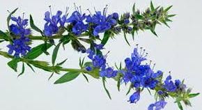 blue-hyssop.jpg