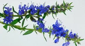 blue-hyssop.jpg