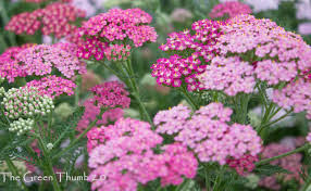 pink-yarrow.jpg