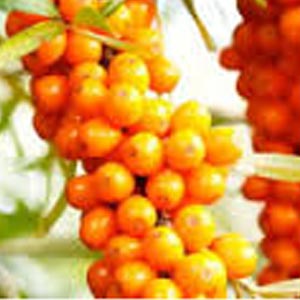 seabuckthorn-seed.jpg