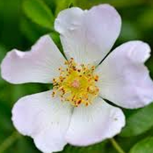 dog-rose.jpg