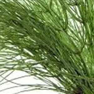 horsetail.jpg