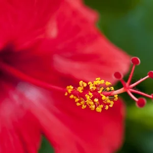 hibiscus.jpg