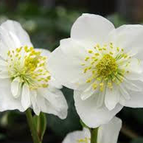 hellebore-orse.jpg