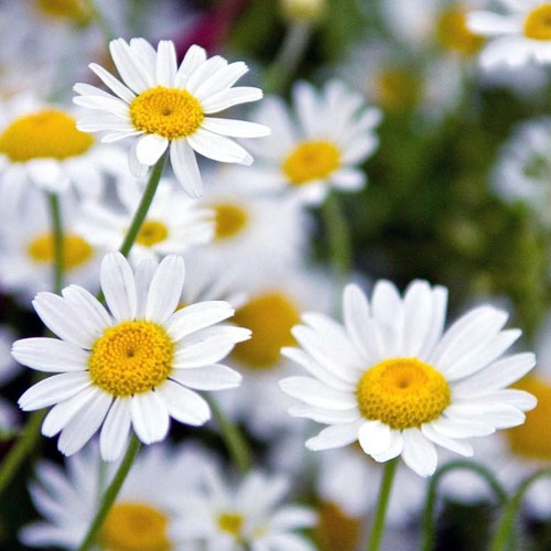 chamomile.jpg
