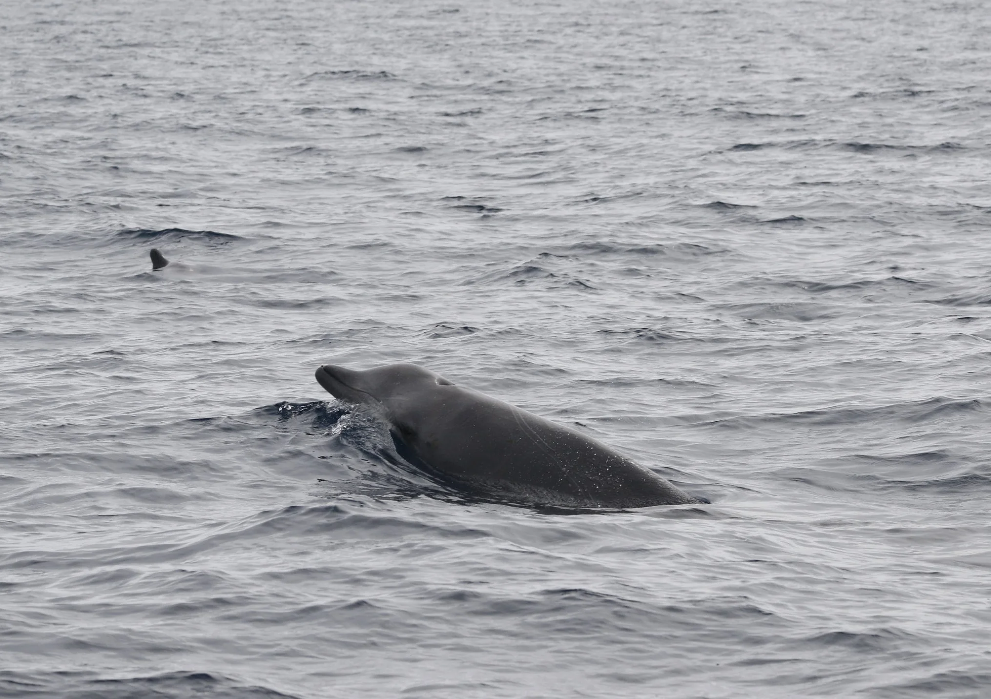 A True Cause: Out on the AMAPPS beaked whale survey. — Emily T. Griffiths, image size:2030x1432